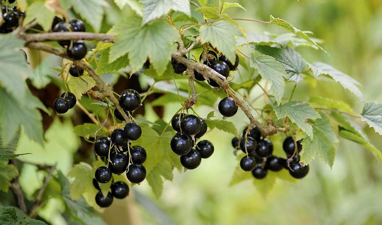 Смородина захищає черешню від шпаків - AgroTimes