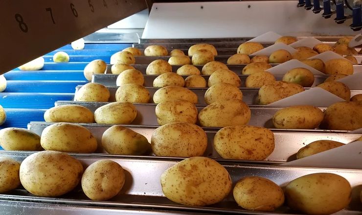 Канадці досліджують якість картоплі гіперспектральною візуалізацією