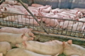 Ціни на свинину живою вагою зафіксувалися
