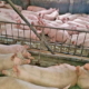 Рентабельність виробництва свинини падає