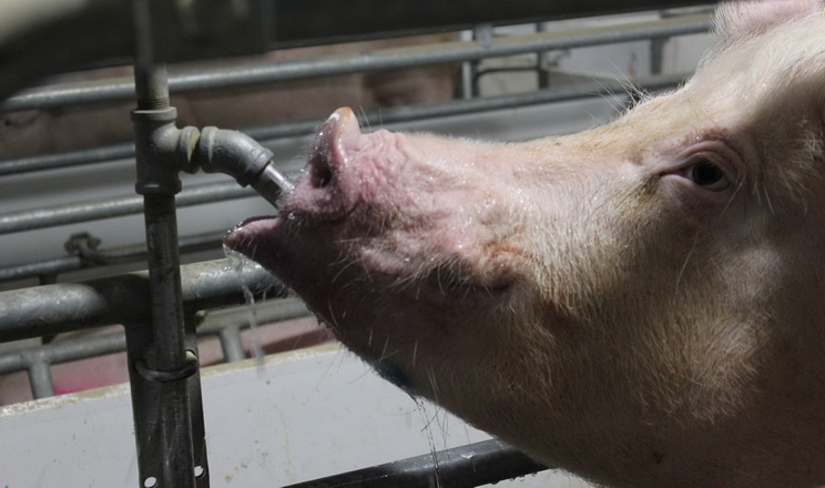 Чи достатньо води отримують свині