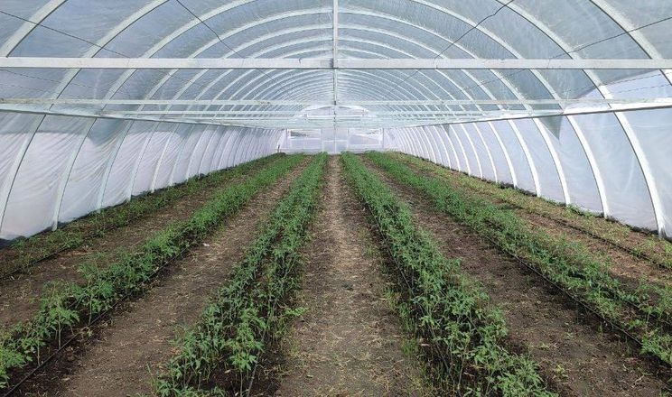 Виробник салатів переключився на вирощування овочів на Тернопільщині