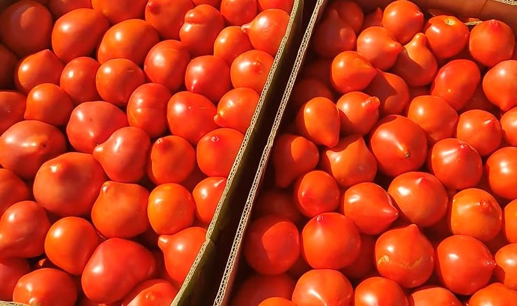Дорогі томати і дешеві сливи