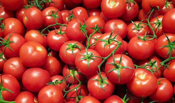 За 10 років експорт марокканських томатів зріс на 42%