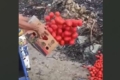 Під Василівкою викинули кілька тонн свіжих томатів