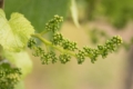 Учені радять зберігати вологу на виноградниках