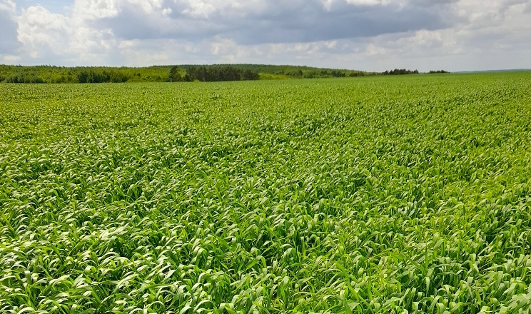 Посходове внесення рідкого фосфору підвищує врожайність, – експерт