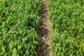 Як зменшити обсяги застосування азотних добрив без втрати врожайності