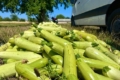 USAID надає українським аграріям насіння овочів