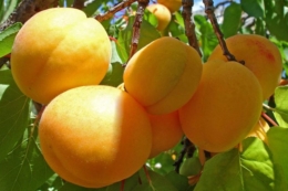 Нові промислові насадження абрикоси мають сенс на межі Одещини та Черкащини