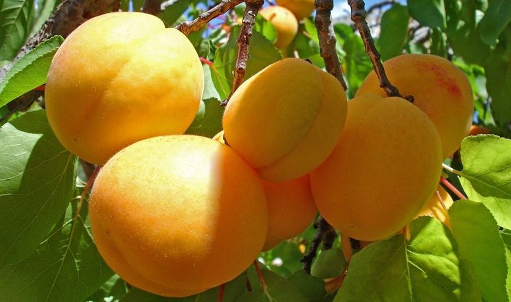 Садівник назвав найбільш продаваний сорт абрикоси
