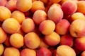 «Коник» постачає в супермаркети 12 французьких сортів абрикоси
