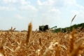 Компанія «ТАС Агро» збирає ранні зернові