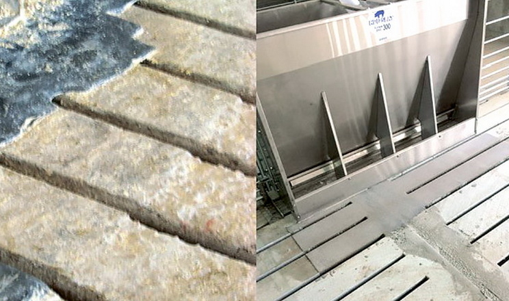 Як запобігти корозії бетонної підлоги біля годівниць у свинарнику