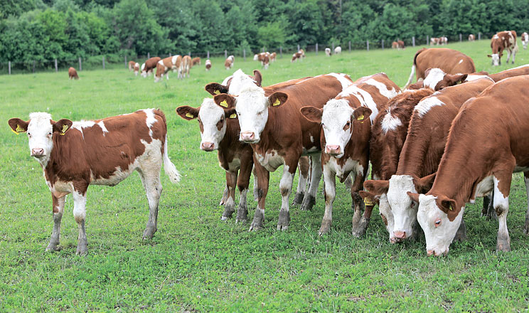 Чого можна досягти, увівши в раціон сіно, солому та сінаж