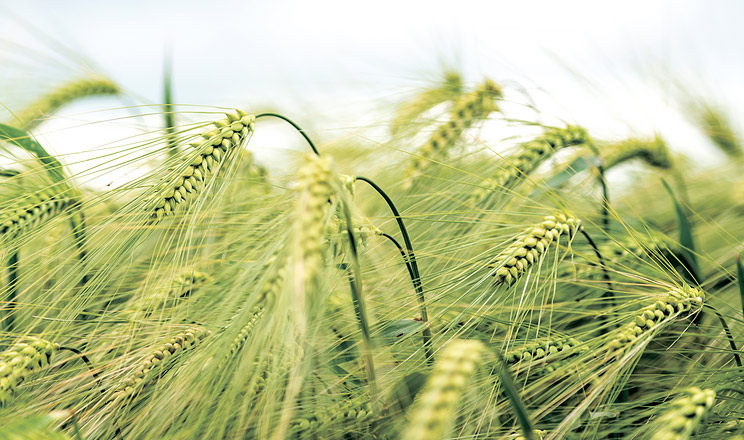 Листкові плямистості озимої пшениці: у чому полягає небезпека