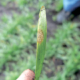 На Рівненщині в посівах озимої пшениці виявили збудники грибних хвороб
