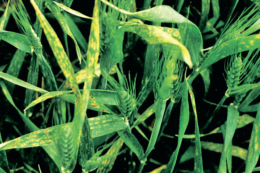 В умовах стресу порушується живлення рослин навіть за правильних норм добрив