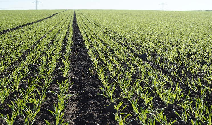 Унікальні захисні мікробіологічні препарати в комбінації з хімічними здатні простимулювати швидкий старт і захистити сходи