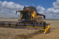 ІМК зібрала озиму пшеницю з рекордною врожайністю