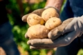 У Польщі очікують менший урожай картоплі