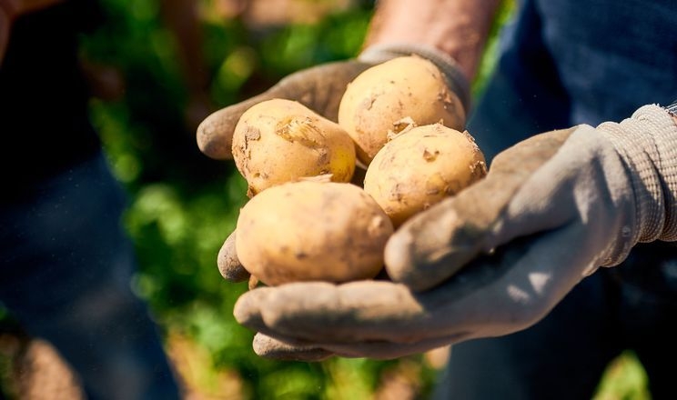 «Картопляна майстерня»: як вирощувати якісно і безпечно