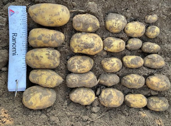 Один з сортів ранньої картоплі добре вродив на Волині