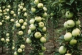Нові сорти колоноподібних яблунь можуть нести найкращі ознаки