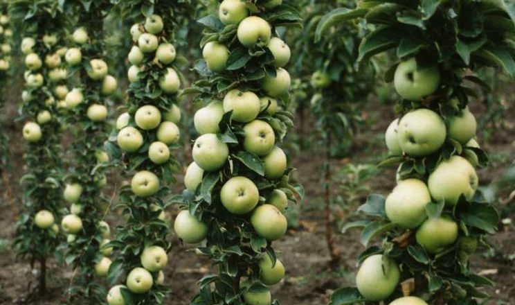 Сади колоноподібних яблунь будуть конкурентними за двох умов