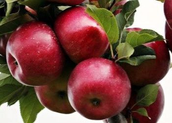 Цього сезону врожай яблук буде більший