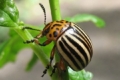У Великій Британії виявили колорадського жука, якого тут не було 46 років