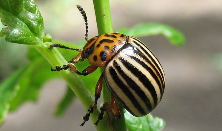 У Великій Британії виявили колорадського жука, якого тут не було 46 років