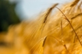 Українська селекція зернових колосових одна з найпотужніших у світі, – думка