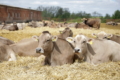 За три роки зі стада вибраковуються всі корови-меланхоліки
