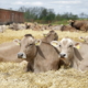 За три роки зі стада вибраковуються всі корови-меланхоліки