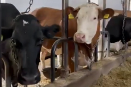 Які нюанси використання молочної сироватки у раціонах корів