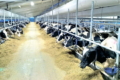 «Молоко Вітчизни» хоче побудувати на Рівненщині інноваційну ферму