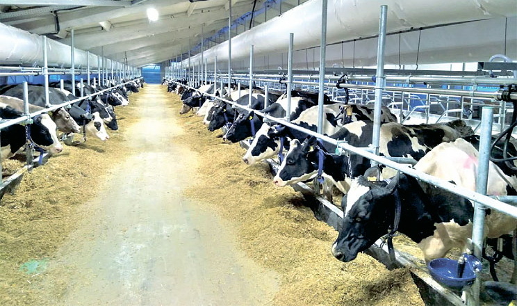 «Молоко Вітчизни» хоче побудувати на Рівненщині інноваційну ферму
