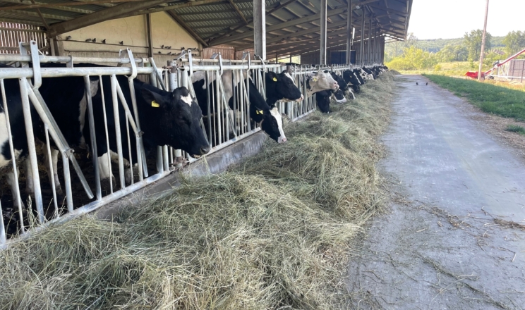 Спеціальні потреби високопродуктивних корів улітку