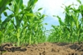 Як різні гібриди кукурудзи реагують на внесення органічних та мінеральних добрив, – досвід