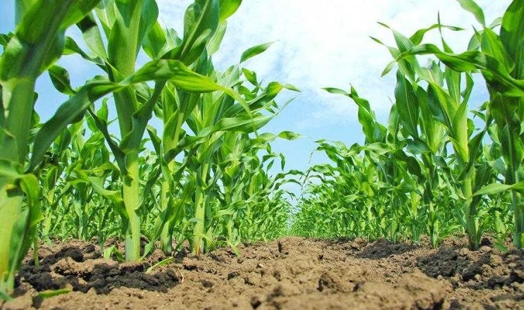 Яка оптимальна густота стояння рослин кукурудзи для різних кліматичних зон