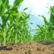 Як кукурудза реагує на внесення органічних добрив, – дослідження