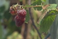 У Польщі прогнозують менший врожай ягід і фруктів через спеку