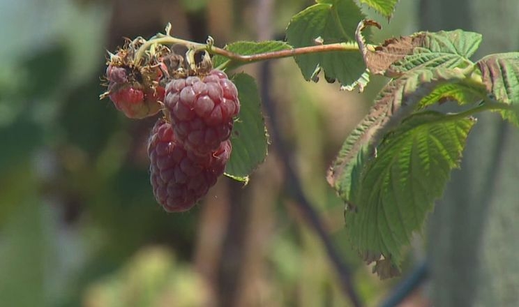 У Польщі прогнозують менший врожай ягід і фруктів через спеку