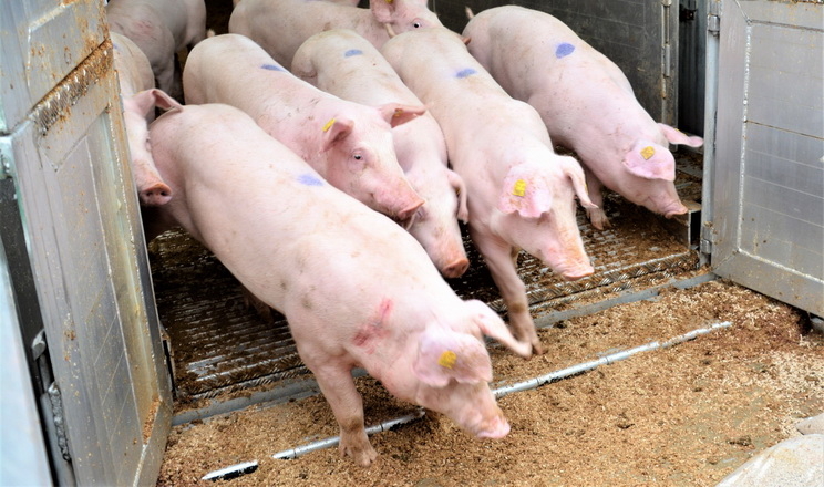 За 11 місяців Україна потроїла імпорт живих свиней