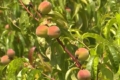2 га персикового саду на Волині годують 2 сім’ї