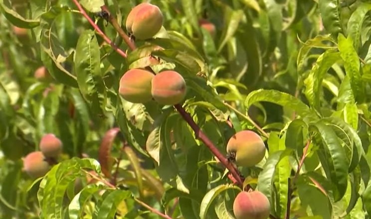 Волинський фермер розвінчав міфи про морозостійкість та недовговічність персика