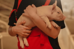 Як отримати держсертифікат про наявність знань і навичок у сфері благополуччя тварин