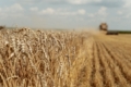 Фермер поділився ефективною схемою підживлення пшениці