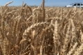 Головним лімітаційним чинником урожайності пшениці стали нерівномірні опади, – аграрій